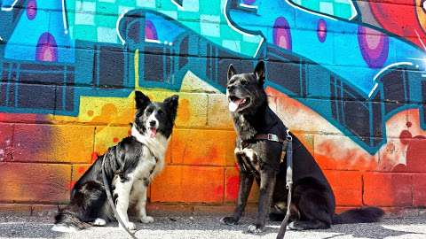 I Love Your Dog - Reward-based Dog Training - Haliburton I Love Your Dog - Reward-based Dog Training - Haliburton
